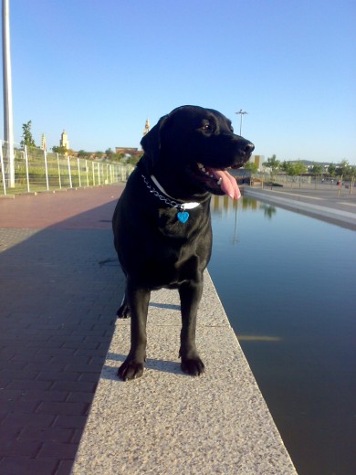 De paseo por miraflores HOY !! Es un paseo artificial que sigue el curso del Guadalquivir, esta llen osiempre de perros y lo apsamos super bien jajaja