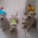 mis perros