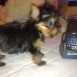 MI YORKI NINA