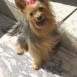 yorkshire terrier linea inglesa