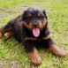 Cachorro Rottweiler