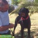  Cor, un doberman tirado por encima de la puerta de la residencia