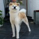 Akitas