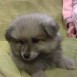 Yio (pomerania)