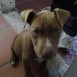 tayson