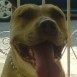 mi american pitbull (rex)