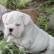 cachorros bulldog ingles en venta en norte,centro y suramerica.