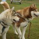 Jasper y Tundra entrenando por las montañas