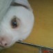 mis perros 