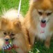 NUESTROS HERMOSOS POMERANIAN