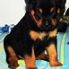 mi Rottwailer