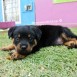 Dalí el Rottweiler