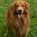  Golden Retriever 