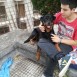 Cora (rottweiler)