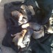 cachorros  de male