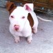 Cachorriita Pitbull Terrier blanca con manchas cafes