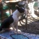 BOSTON TERRIER CACHORROS