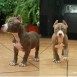 American Bully