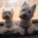 Mis westies 