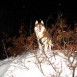 Como un lobo en las montañas astures