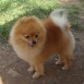 Pomeranian  19 - 22 cm 