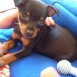 mi pincher