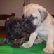 excelentes bullmastiff