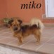 miko