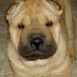 SHAR-PEI