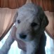 mi nuevo cachorrito,,,,,LIAM