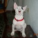 MI BULL LUNA