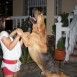 Bloodhound