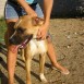 Batman,cruce de boxer en adopción