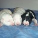 camada bull terrier