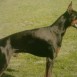 mi doberman 