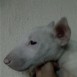 El bull terrier perdido