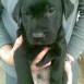 LABRADOR NEGRO NECESITA UN HOGAR!!ADOPTADO!!