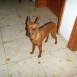 Se ofrece pinscher enano para monta