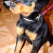 Mi rottie