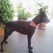 Se da en adopcion Pastor belga macho 5 meses