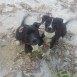 mis perros 6 meses 