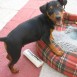 Lobo
