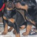 Dobermans!