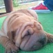 Mi Shar pei