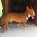 Podenco maneto busca hogar