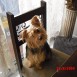 Silky Terrier