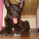 perro en adopcion