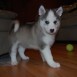 Cachorros husky siberiano lindo para un hogar amoroso en venta