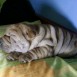 shar pei