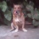 BEY,, MI GORDO PELUDO!!